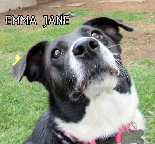 Emma Jane (GrandPaws)