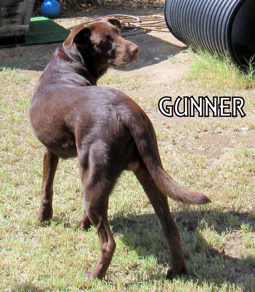 Gunner (Ritzy)