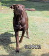 Gunner (Ritzy)