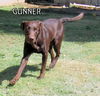 Gunner (Ritzy)