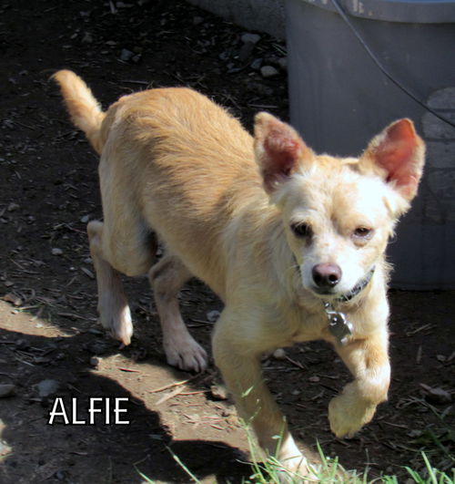 Alfie