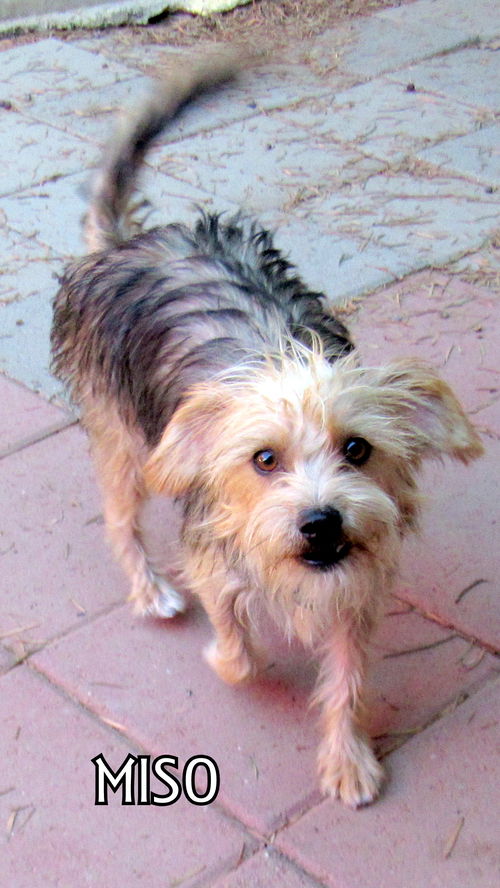Miso