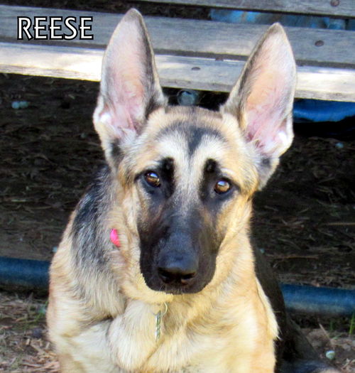 Reese