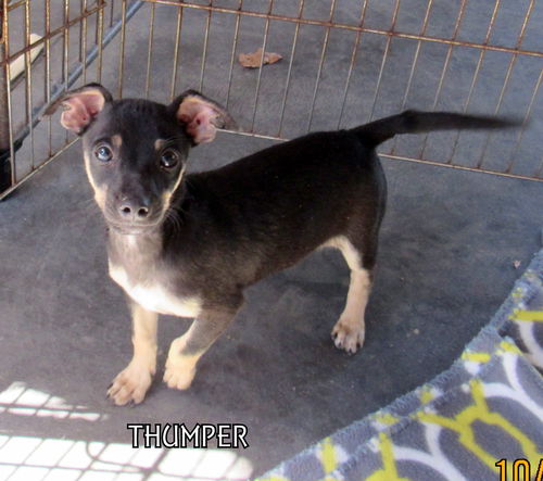 Thumper (Puppy)