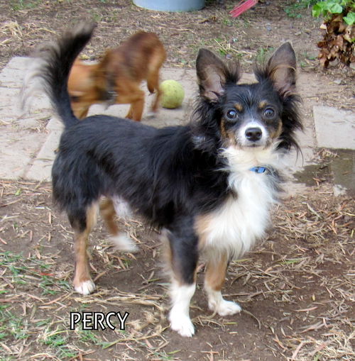 Percy (Ritzy)