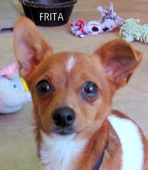 Frita