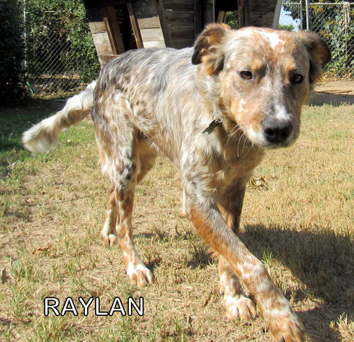 Raylan