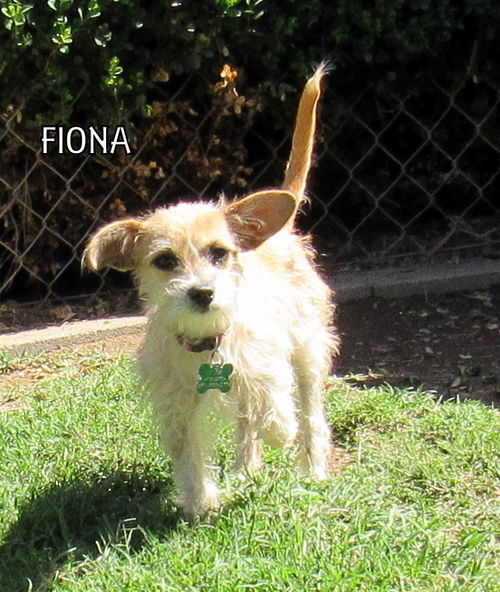 Fiona