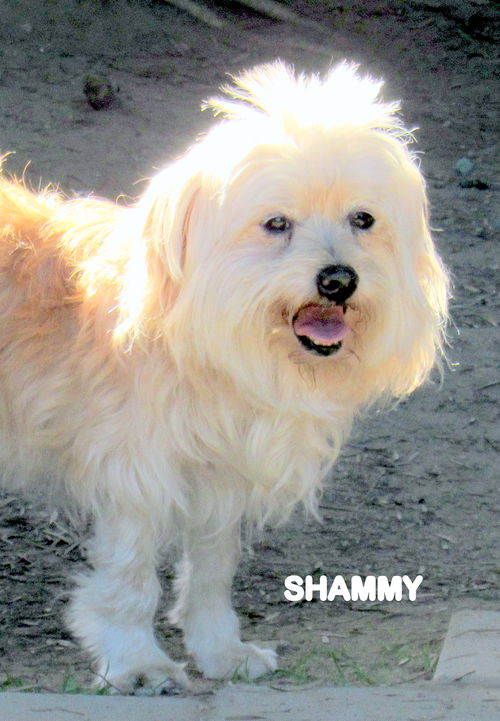 Shammy (Ritzy)