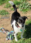Annie