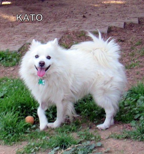 Kato (Ritzy)