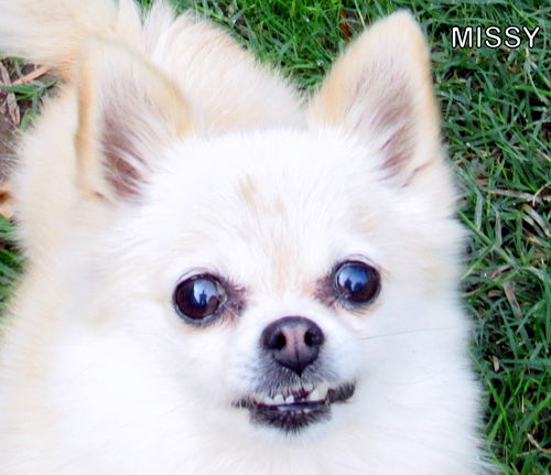Missy (Ritzy)