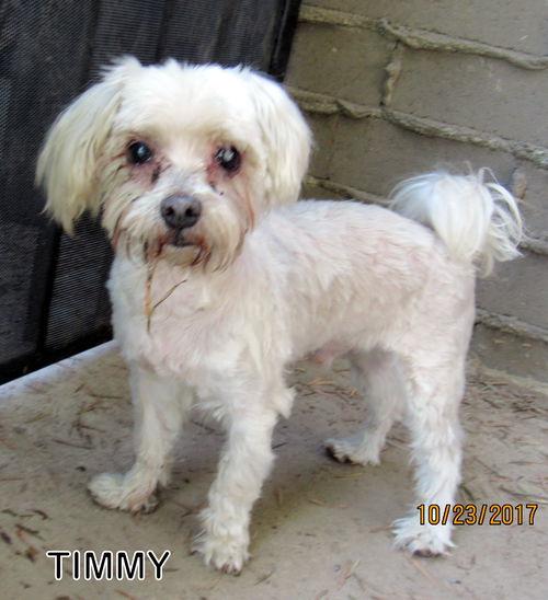 Timmy (Ritzy- Grandpaws)