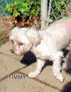 Timmy (Ritzy- Grandpaws)