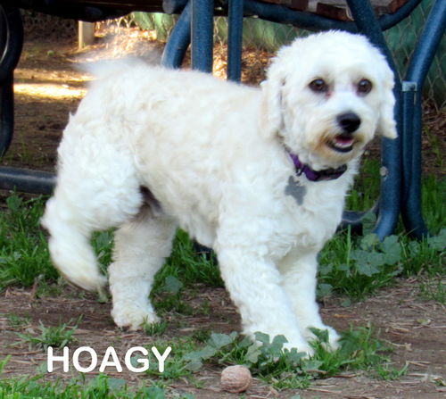 Hoagy (Ritzy)