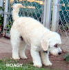 Hoagy (Ritzy)