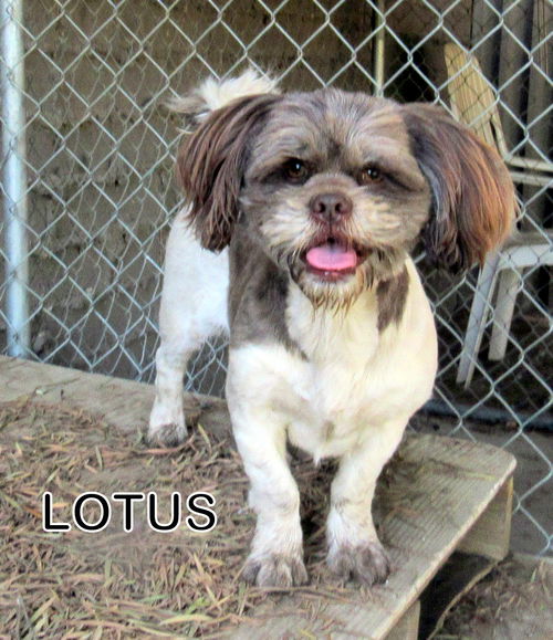 Lotus (Ritzy)