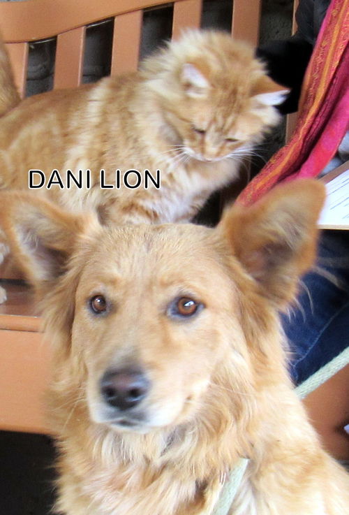 Dani Lion