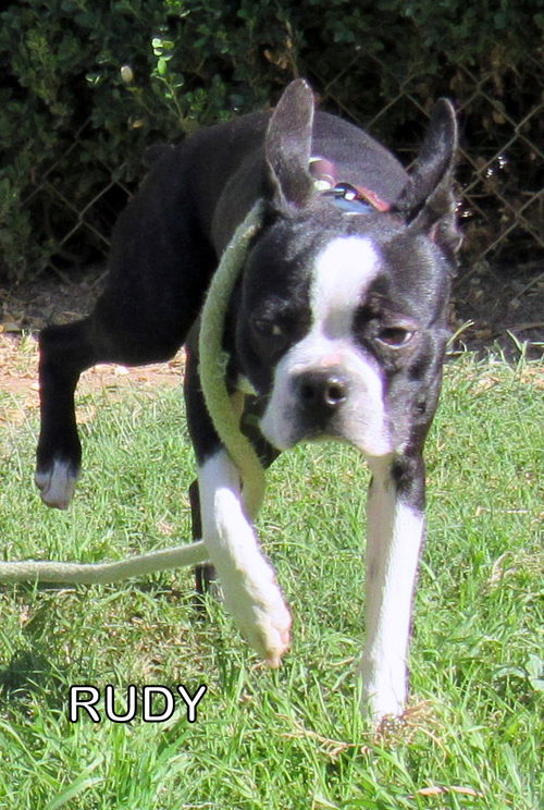 Frankie (Ritzy)