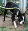 Frankie (Ritzy)