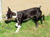 Frankie (Ritzy)