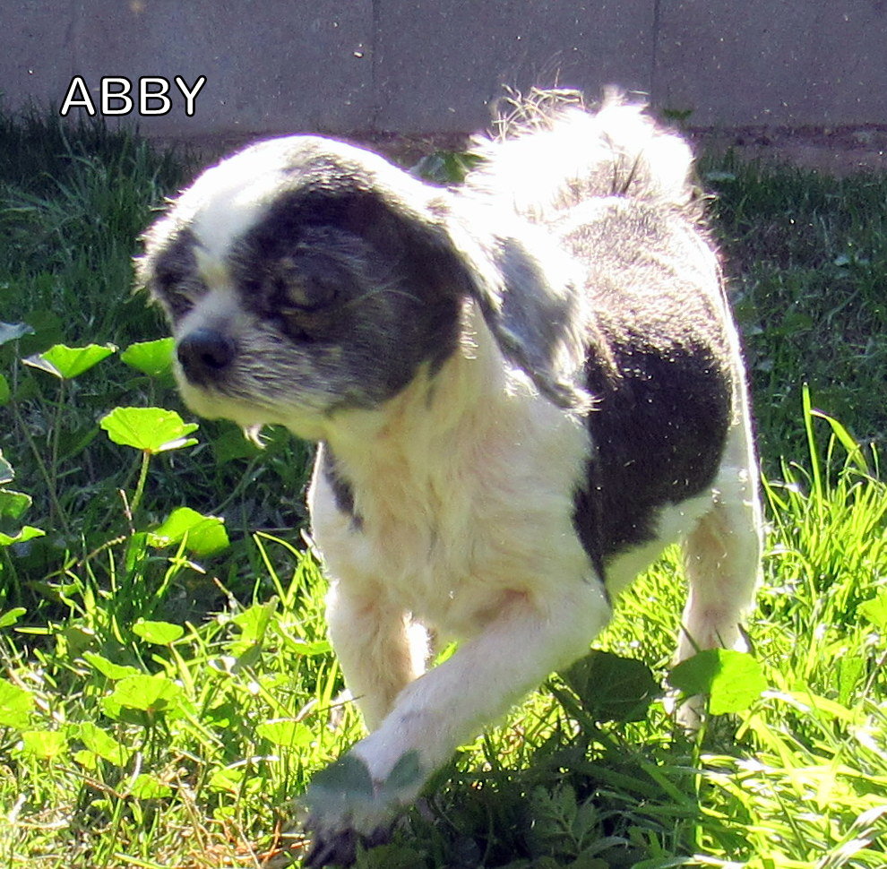 Abby's Web Page