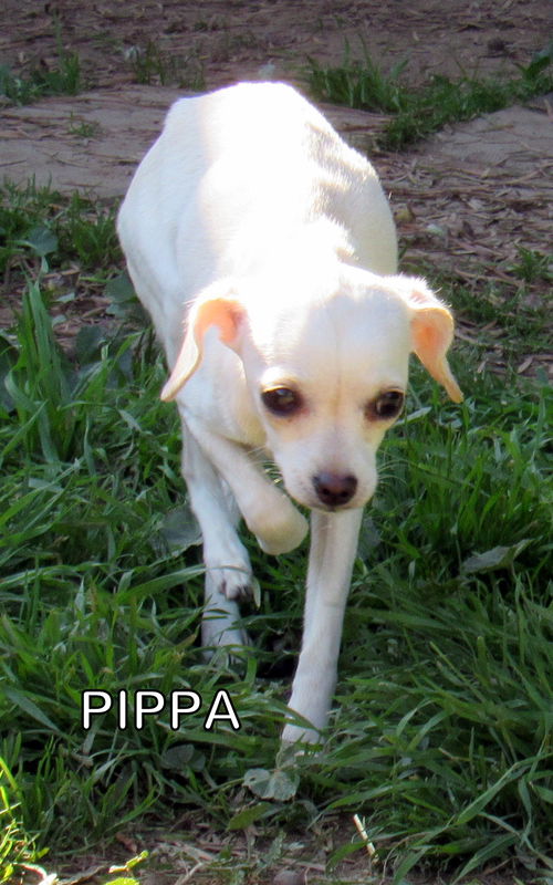 Pippa