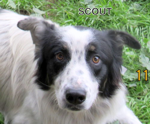 Scout