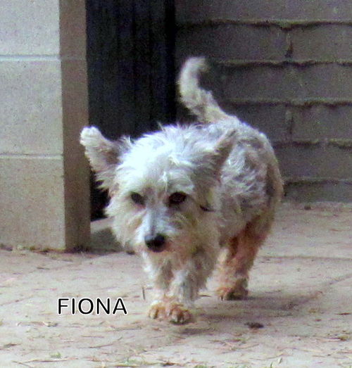 Fiona (Ritzy)