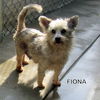 Fiona (Ritzy)