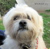 Maxwell (Ritzy)