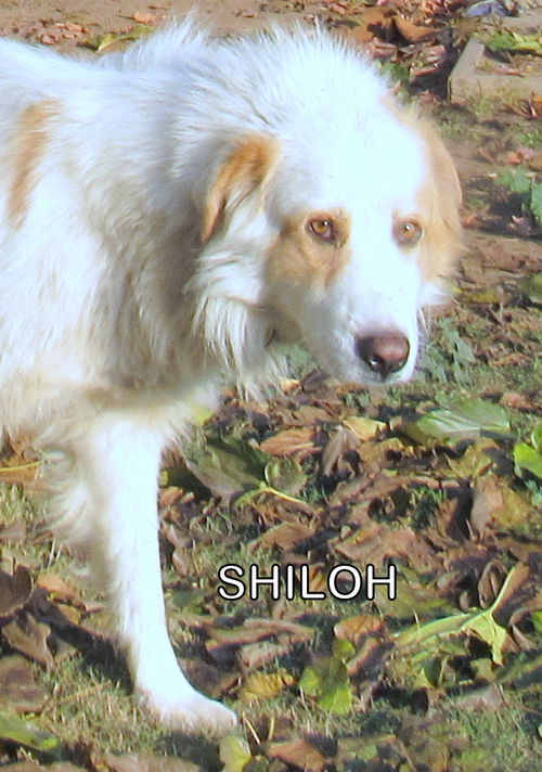 Shiloh