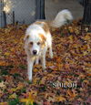 Shiloh
