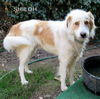 Shiloh