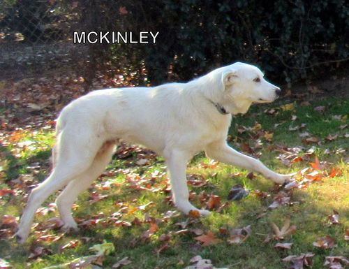 McKinley