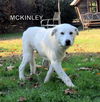 McKinley