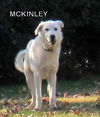 McKinley