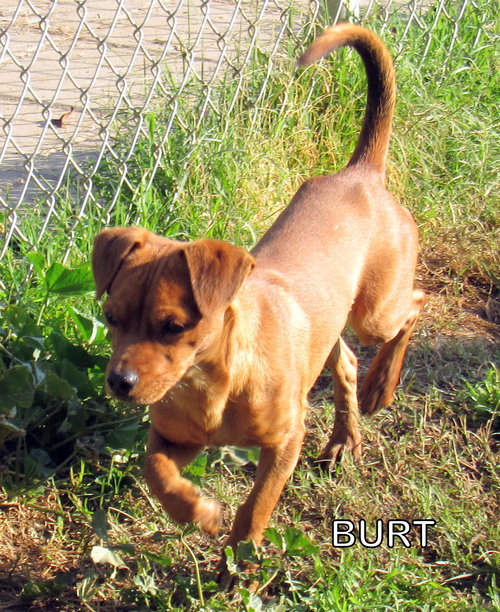 Burt