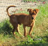 Burt