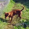 Burt