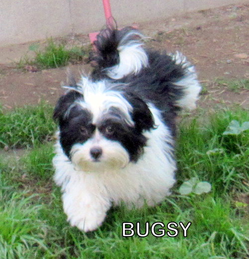 Bugsy (Posh Puppy)