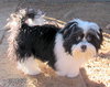 Bugsy (Posh Puppy)