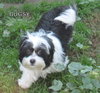 Bugsy (Posh Puppy)