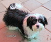 Bugsy (Posh Puppy)