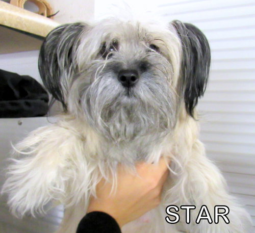 Star (Ritzy)