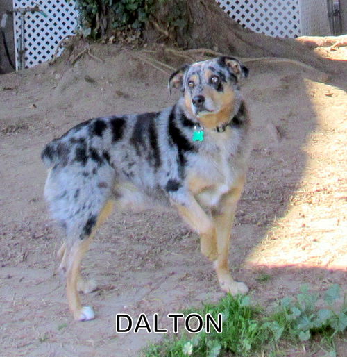 Dalton