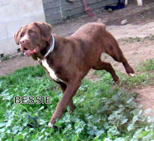 Bessie
