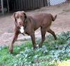 Bessie