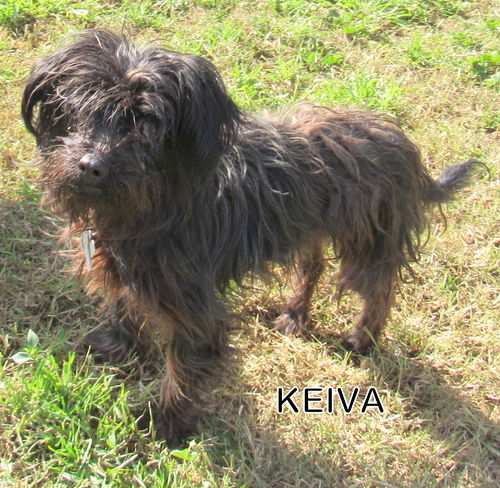 Keiva (Ritzy - GrandPaws)