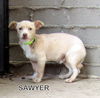 Sawyer (Puppy)